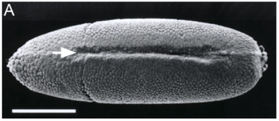 Drosophila 2011