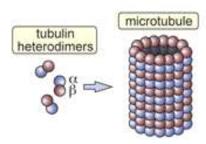 Microtubule 2011